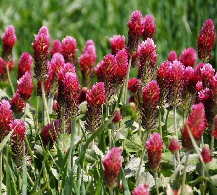 Acai Clover Wholesale Fragrance Oil