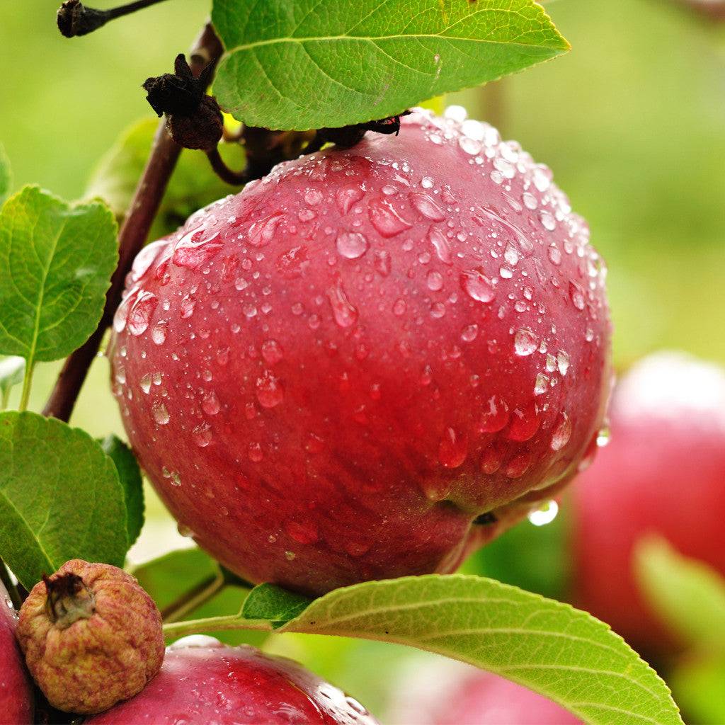 Apple Orchard Candle Fragrance