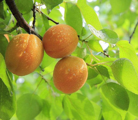 Apricot Burst - Summer Candle Fragrance Oil