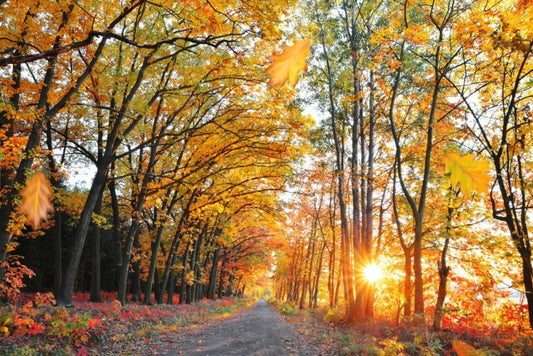 Autumn Amber best wholesale fragrance for candle and soap making