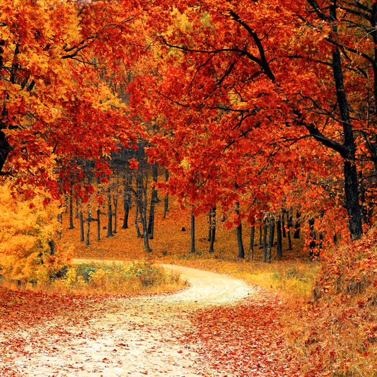 Autumn Woods best wholesale candle fragrance oil