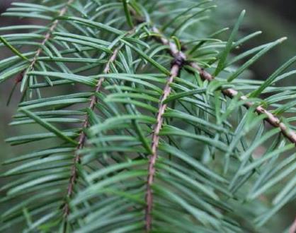 Balsam Pine Fragrance Oil