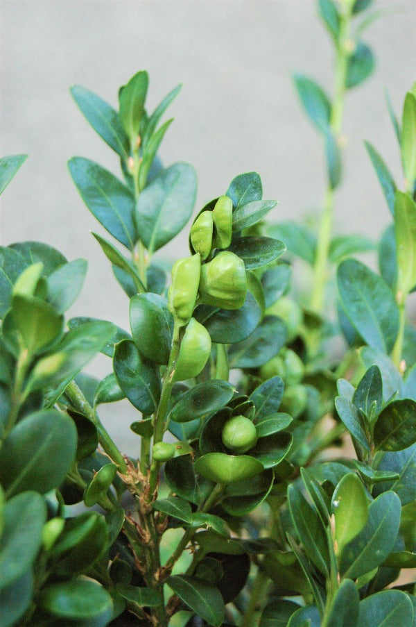 Bergamot & Boxwood best wholesale candle fragrance