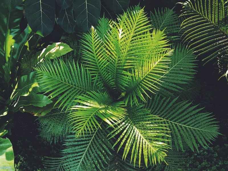 Bergamot & Wild Fern — 1 oz Sample