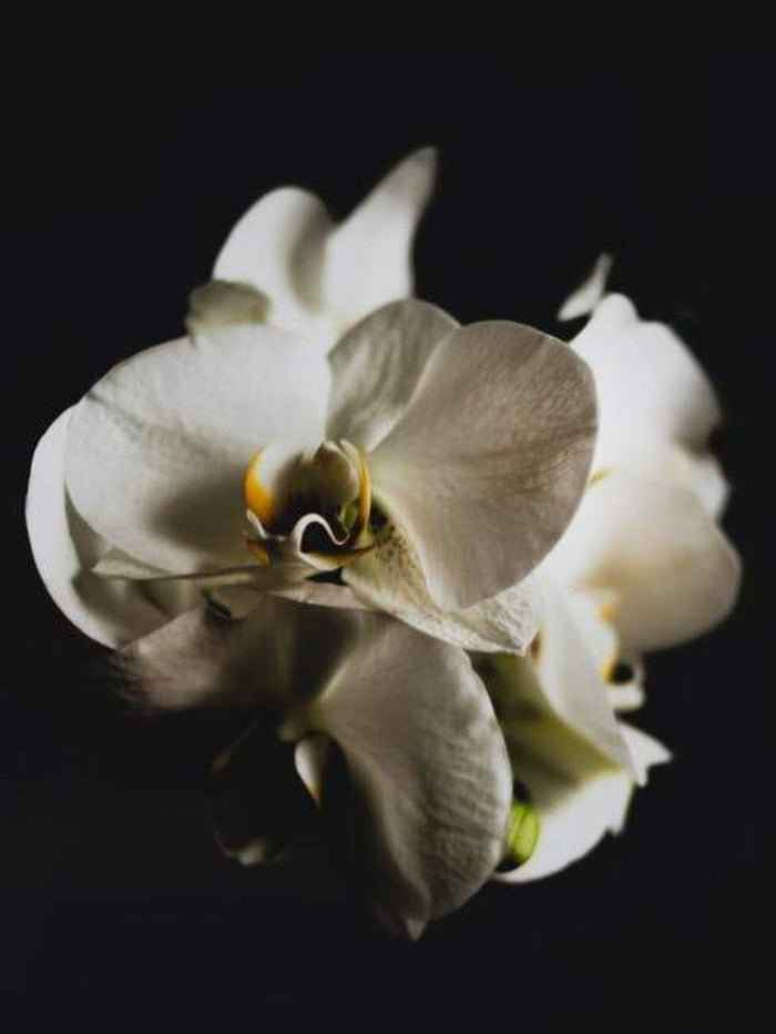 Black Orchid (Tom Ford Type) - 1oz Sample