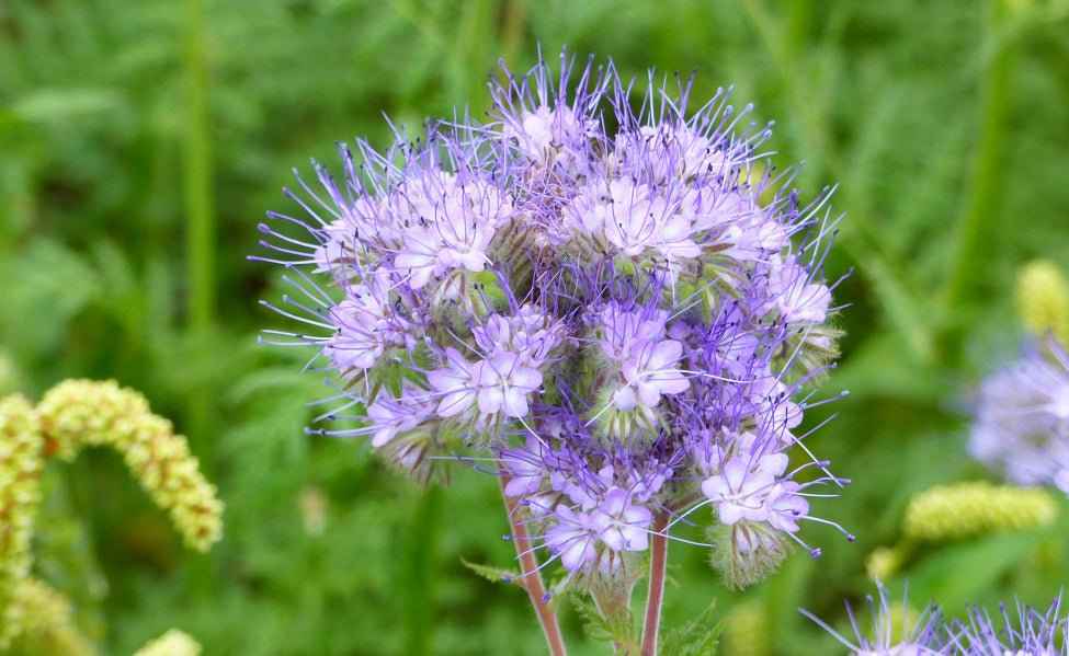 Blue Tansy & Willow - 1oz Sample