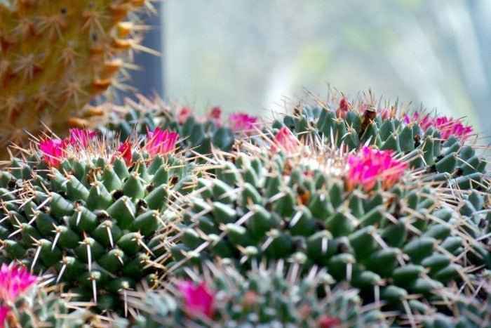 cactus fragrance Cactus Blossom
