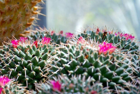 Cactus Blossom best wholesale candle fragrance