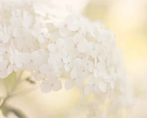 Clean Floral - 1oz Sample