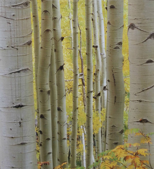 Cracklin' Birch Candle Fragrance Oil