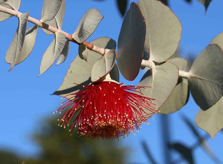 Eucalyptus - Premium Fragrance Oil