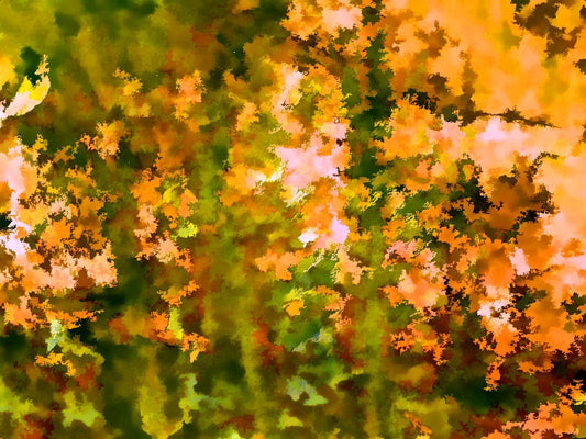 Evergreen Amber Fragrance Oil