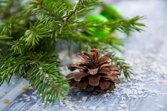Evergreen Spruce (Discontinued)