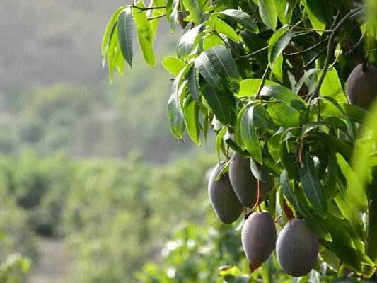 Fiji Date & Lemon - Premium Fragrance Oil