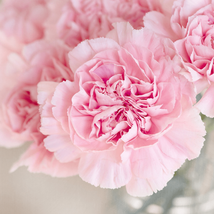 Flowerbomb Perfume Fragrance Oil