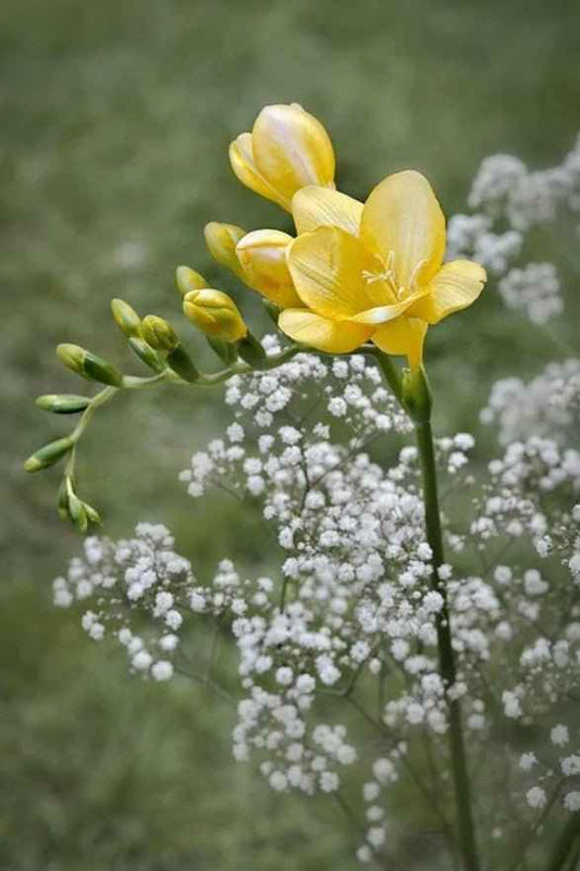 Freesia & Jasmine - 1oz Sample