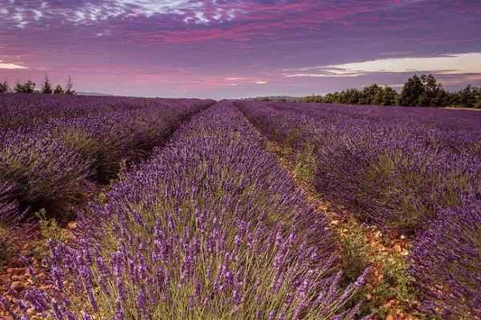 French Cade Lavender (type) - Compare to Voluspa® (Reformulated 1/27/26)