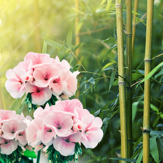 Geranium Bamboo Premium Fragrance Oil