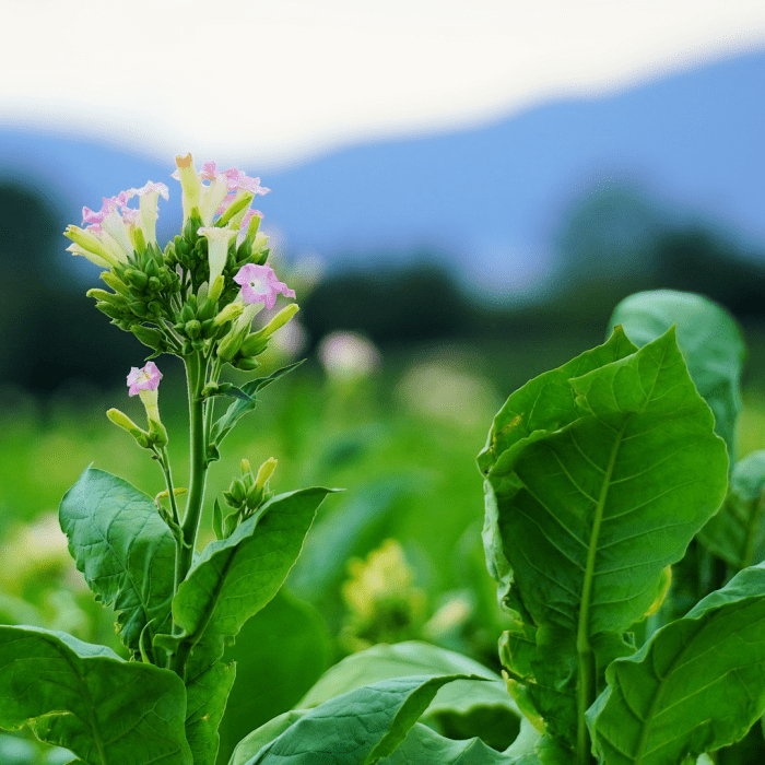 Green Tobacco Fragrance Oil