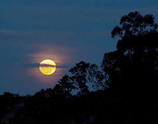 Harvest Moon Fragrance Oil