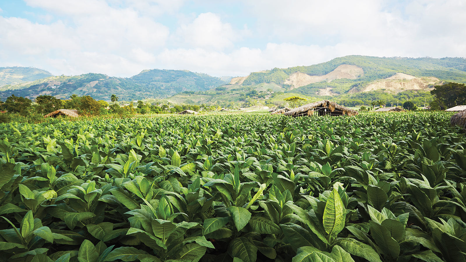 Havana Archipelago type Candle Fragrance Oil