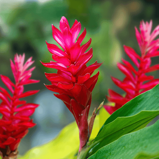 Hawaiian Ginger Fragrance Oil for Candles