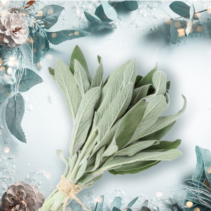Holiday Sage premium christmas fragrance oil