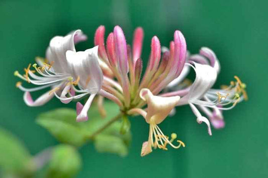 Honeysuckle Coconut - (Discontinued) Premium Fragrance Oil