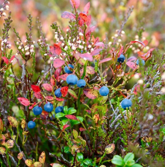 Huckleberry Sugar Blossom - Fragrance Oil