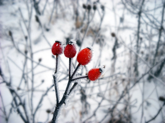 Ice Crystals : Fragrance for Candles, Soaps, Lotions