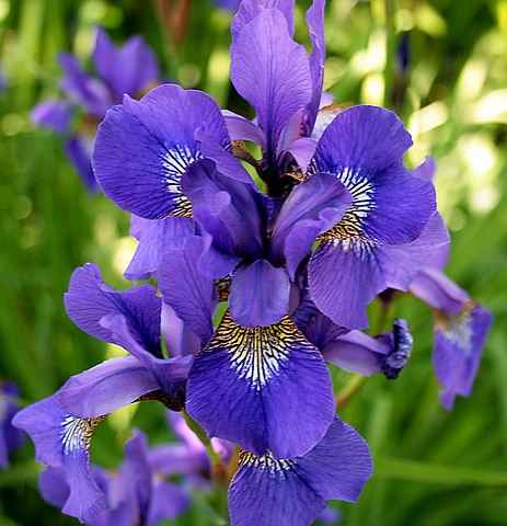 Iris Kisses *Discontinued* Premium Fragrance Oil