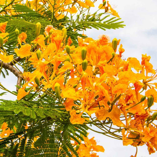 Island Nectar (BBW type) - Premium Fragrance Oil