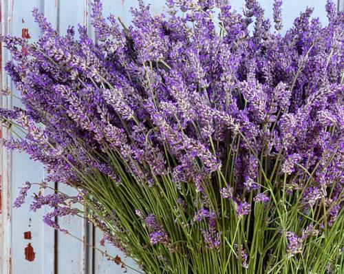 Lavender Fragrance Oil