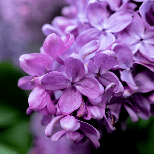 Lilac Candle Fragrance Oil