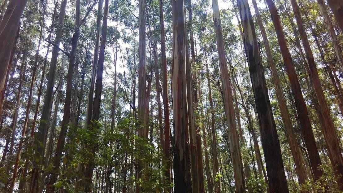 Mahogany Teakwood - Premium Fragrance Oil (BBW type)