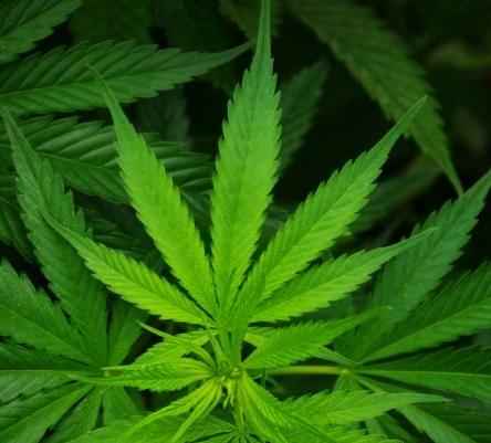 Marijuana (Discontinued - Last Chance)