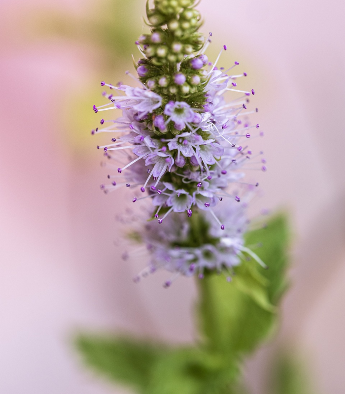 Mint Blossom Bath and Body Works fragrance type