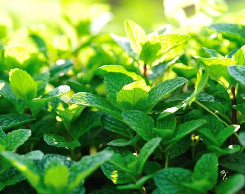 Mint - Custom Fragrance Oil Creator