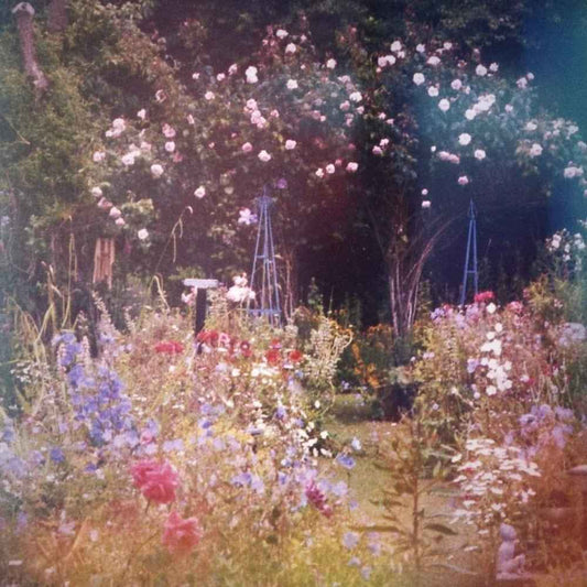 Mira Bella - Premium Fragrance Oil