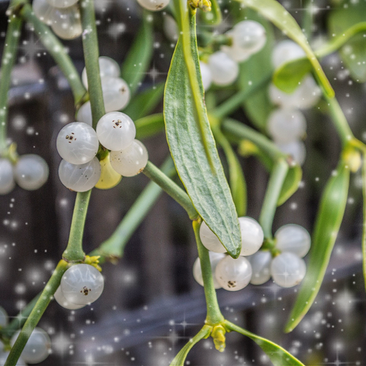 Mistletoe Memories Fragrance Oil