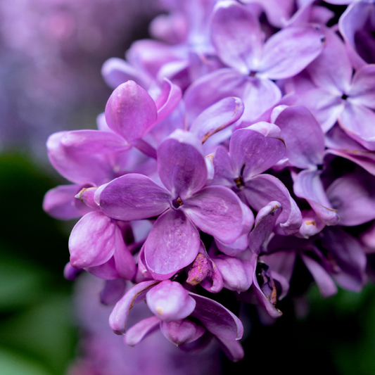 Lilac - 1oz Sample