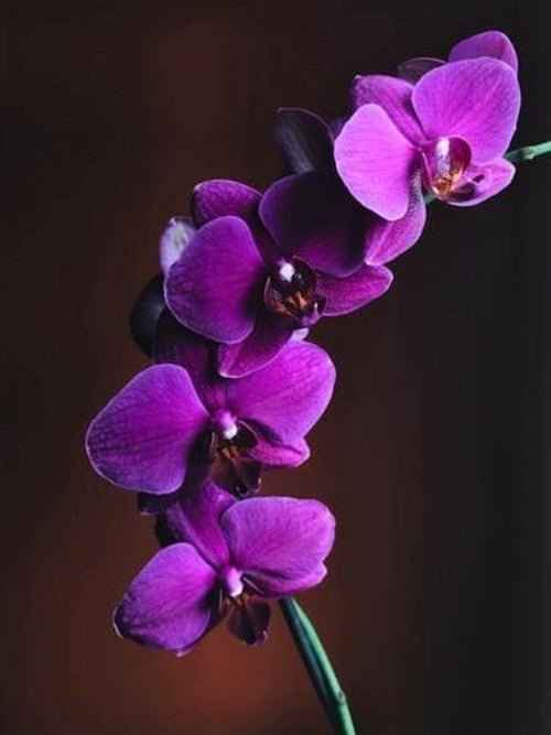 Orchid Musk - 1oz Sample