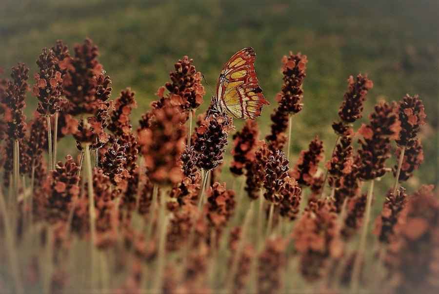 Patchouli & Amber - Premium Fragrance Oil