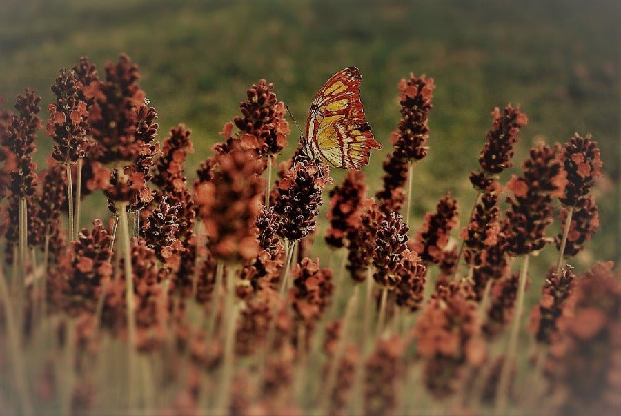 Patchouli & Amber best wholesale candle fragrance