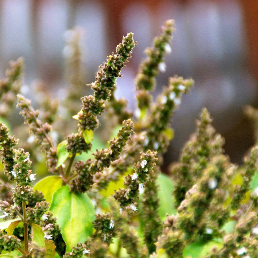 Patchouli Fragrance Oil - Rich, earthy fragrance Woodsy aroma of pungent patchouli leaves