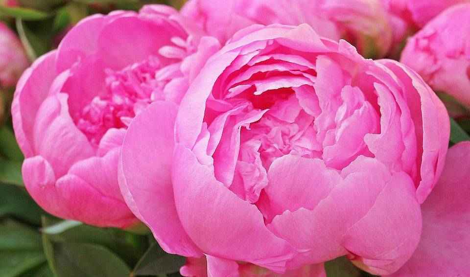 Peony Blossoms - PreOrder