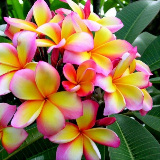 Plumeria fragrance oil