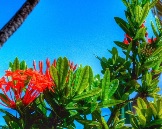 Pure Paradise BBW Fragrance Oil for Candle and Soap Making