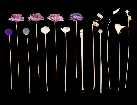 Purple Diffuser Flowers
