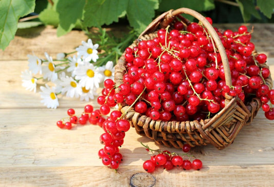 Red Currant & Berry Blossom best wholesale candle fragrance